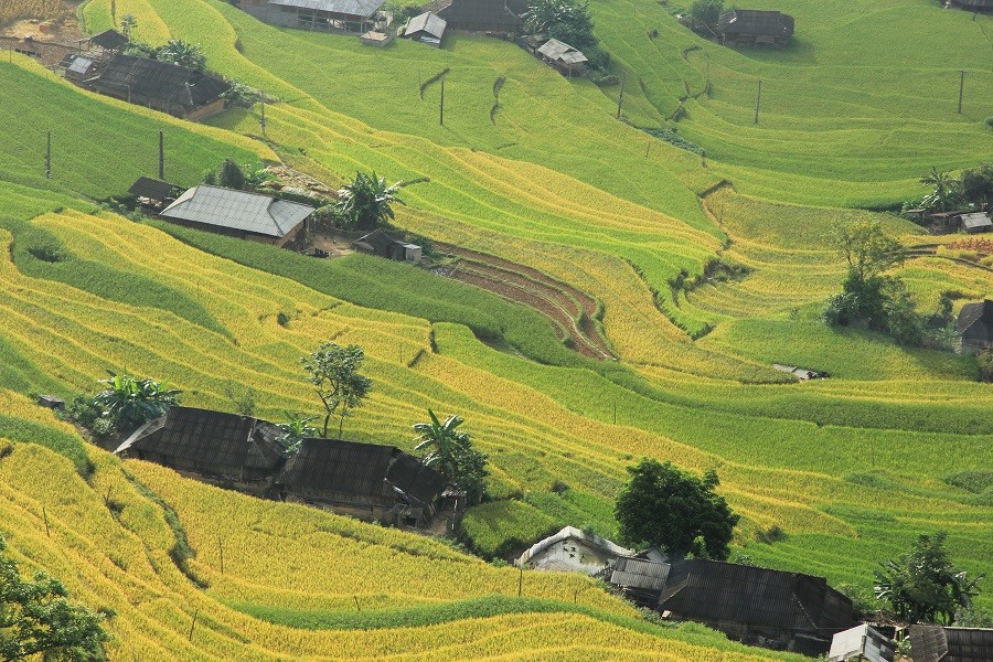 Hang-Su-phi-tu-tren-cao