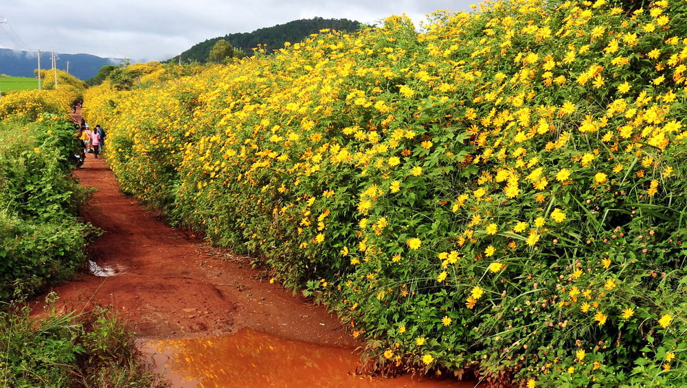 Goi-y-4-cung-duong-san-hoa-da-quy-dep-nhat-Da-Lat-wetrekvn.jpg