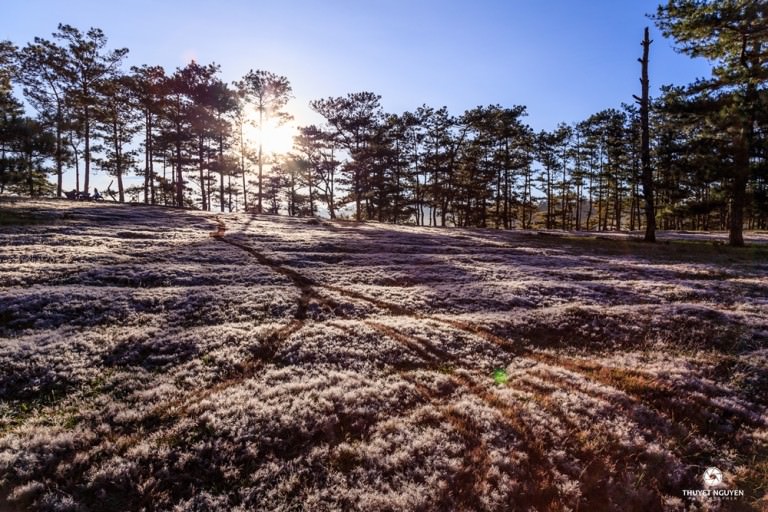 Mua-hoi-co-hong-Da-Lat-2017-wetrek.jpg