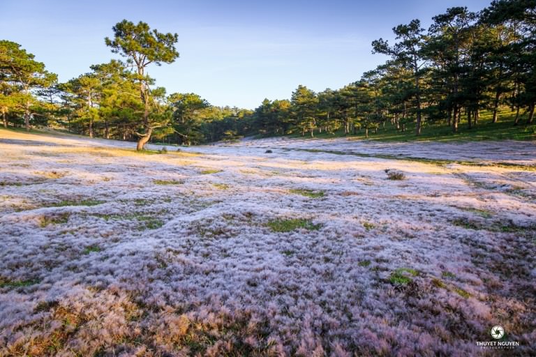 Mua-hoi-co-hong-Da-Lat-2017-wetrek.jpg