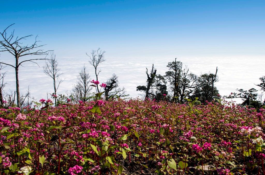 San-may-chinh-phuc-nui-9-tang-thang-Chieu-Lau-Thi.jpg