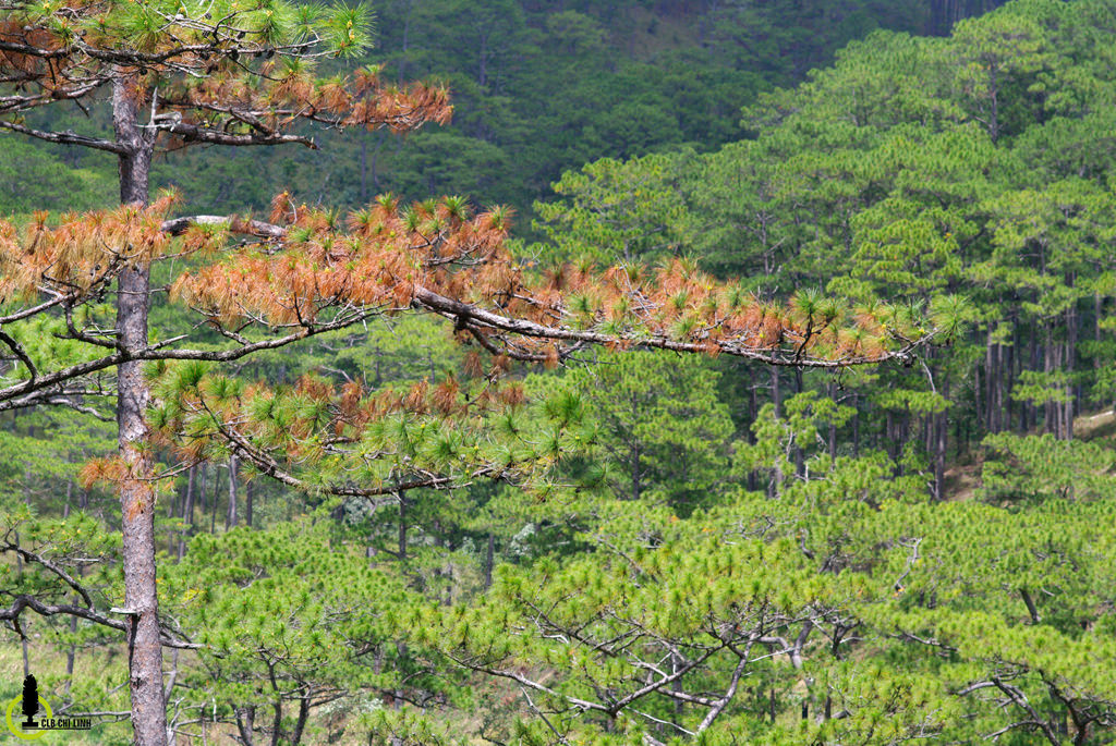 Trekking-chinh-phuc-Bidoup-cao-nguyen-Lam-vien-wetrek.jpg