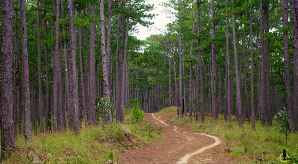 Trekking-chinh-phuc-Bidoup-cao-nguyen-Lam-vien-wetrek.jpg