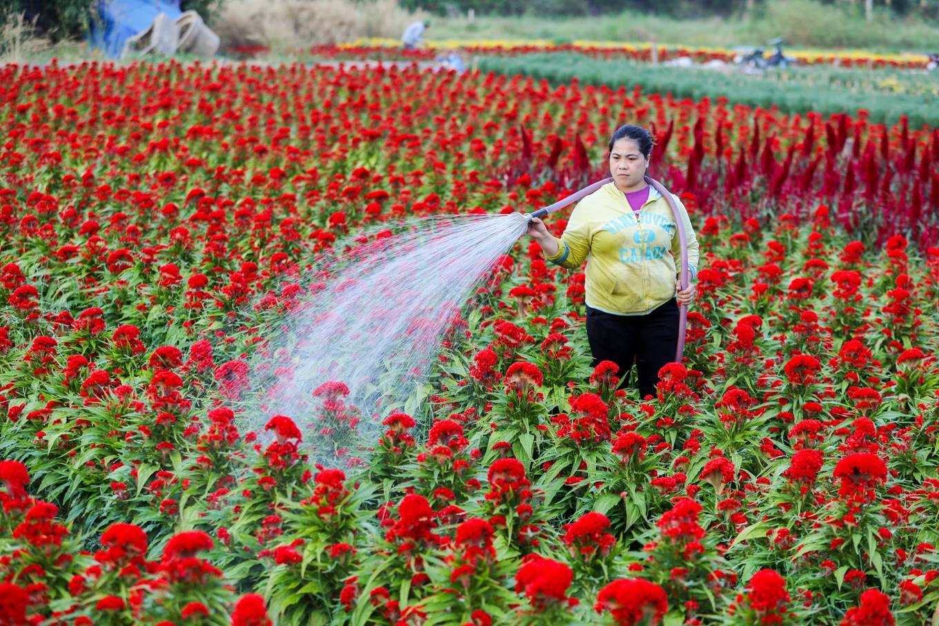 Cận cảnh làng hoa ngoại thành Sài Gòn những ngày giáp tết Bình Tý 20202