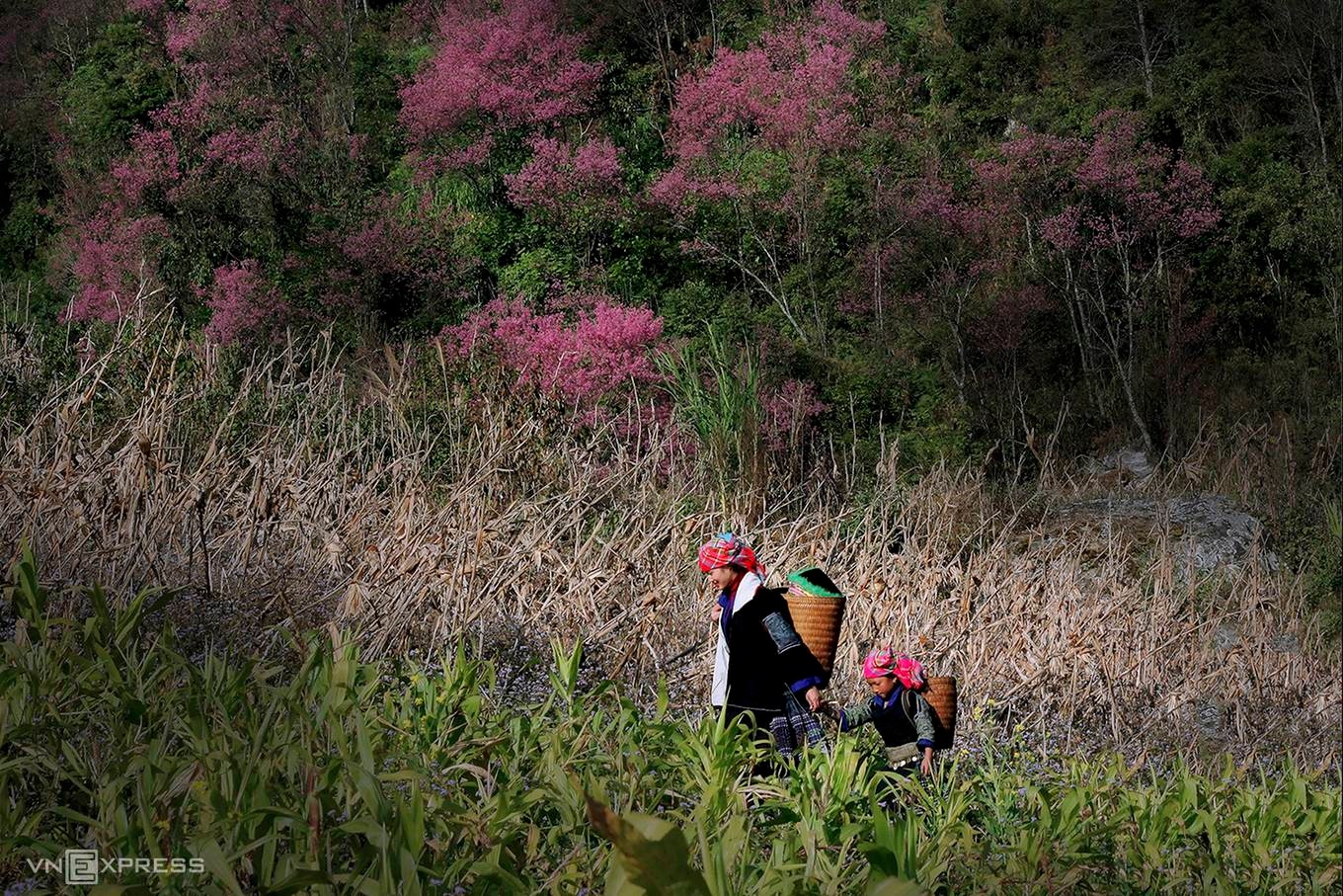Chiêm ngưỡng sắc hoa đào rừng giữa đại ngàn tại Yên Bái7
