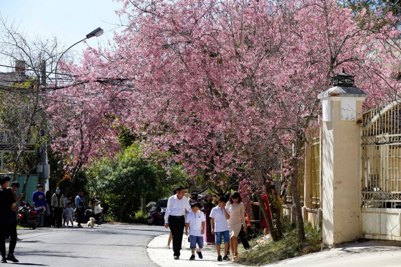 Cùng xách balo đi ngắm mai anh đào khoe sắc tại Đà Lạt những ngày cuối năm5