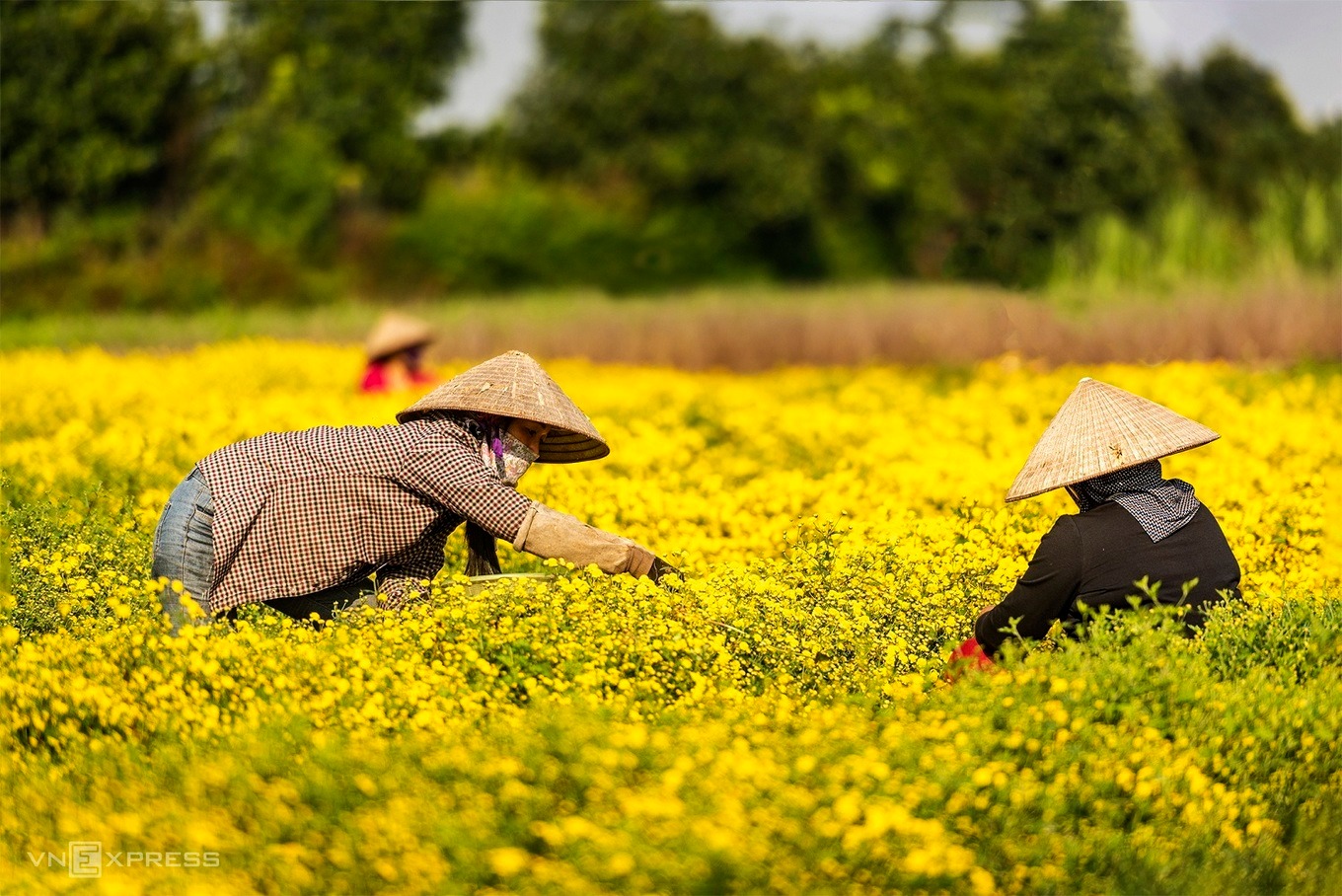 Điểm check-in tuyệt vời tại cánh đồng cúc chi vàng rực ở Hà Nội