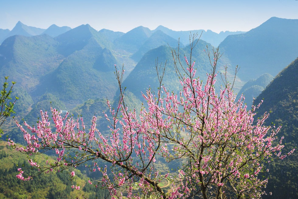 Hành trình du xuân lên cao nguyên đá xem ''đá nở hoa''1