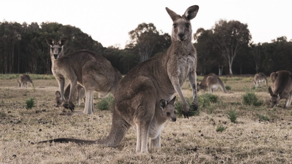 Khám phá thiên nhiên hoang dã Úc và những điều cần lưu ý!7