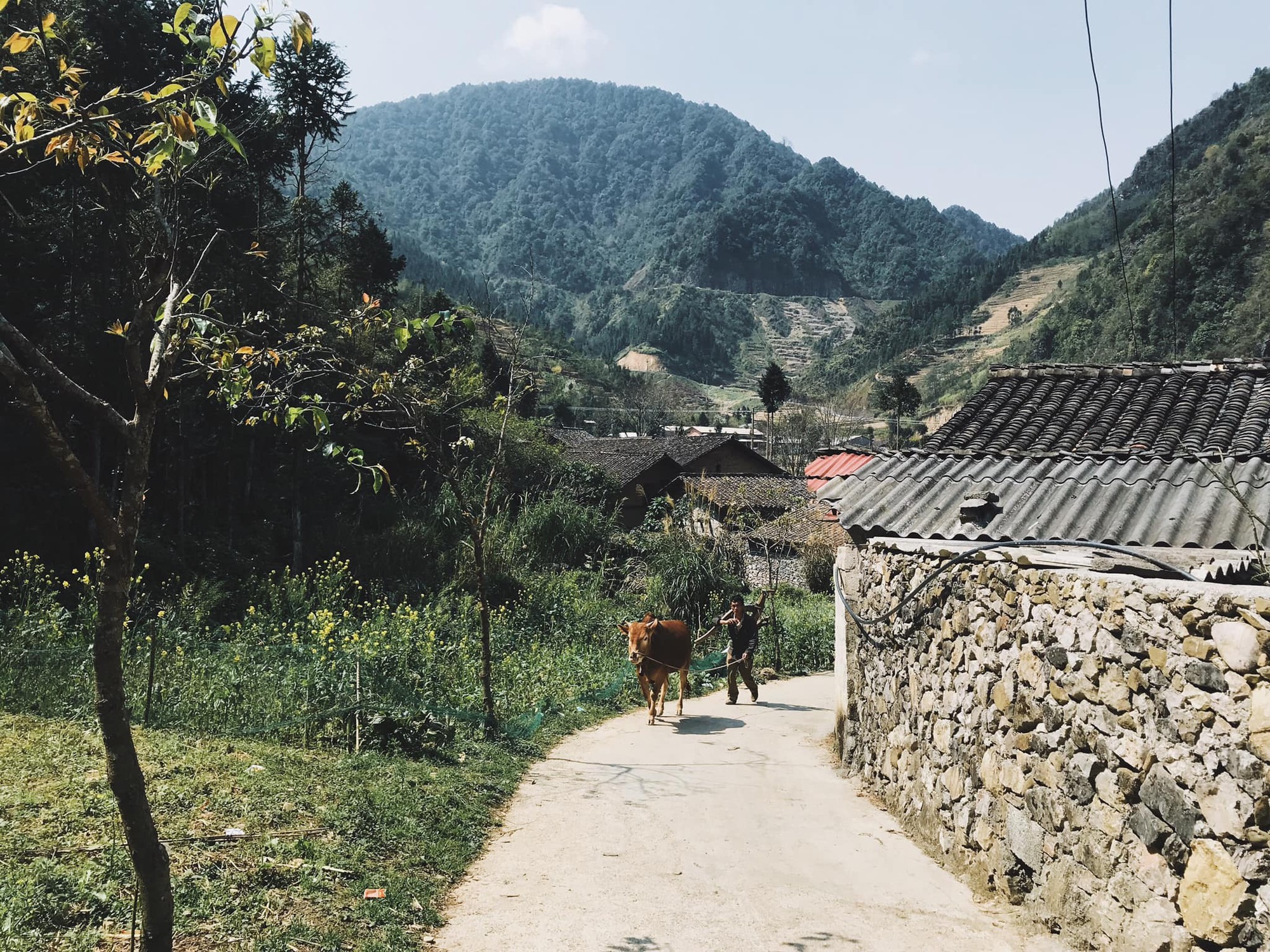 Mùa hè này nên đi Hà Giang hay Mộc Châu?3