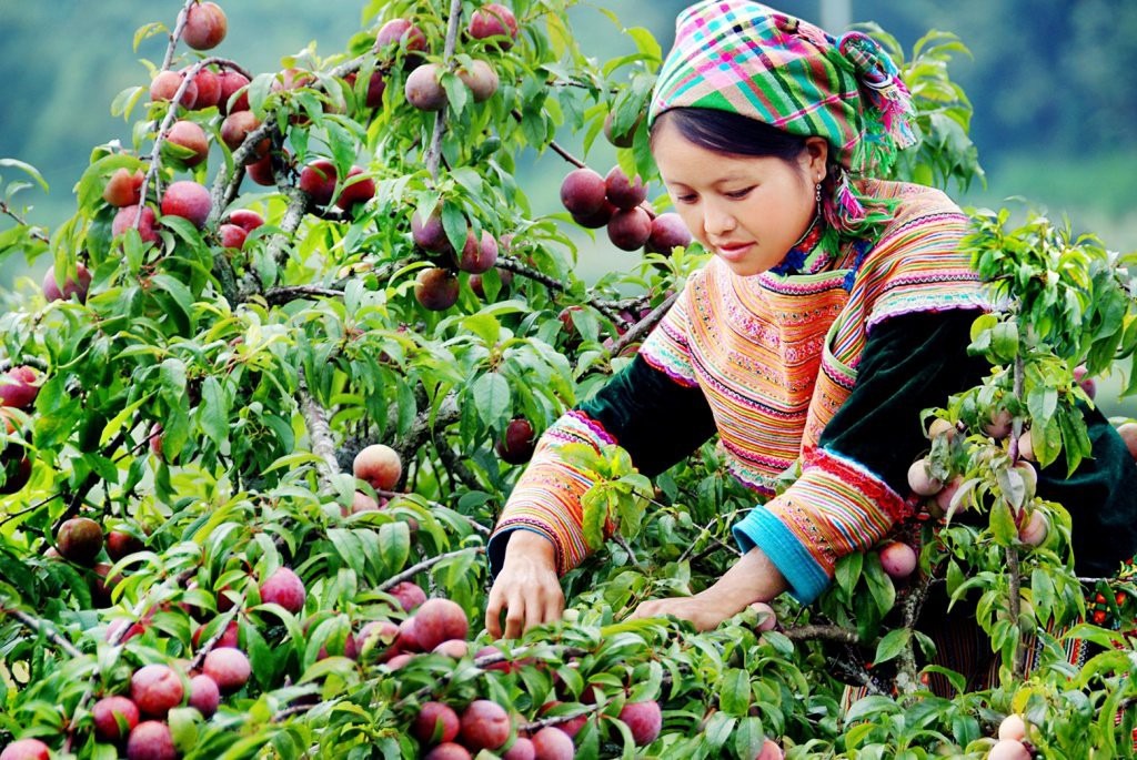 Mùa hè này nên đi Hà Giang hay Mộc Châu?4