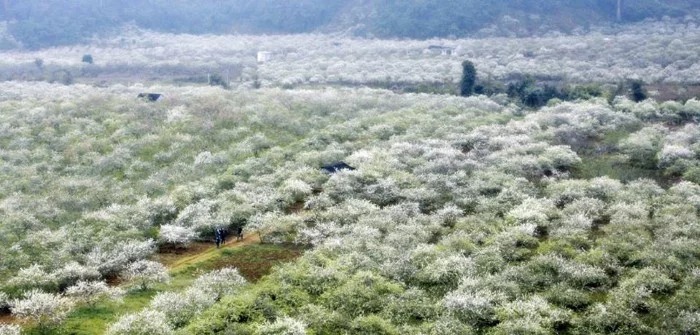 Những bí quyết săn hoa mận tuyệt đẹp ở Mộc Châu dành cho bạn2