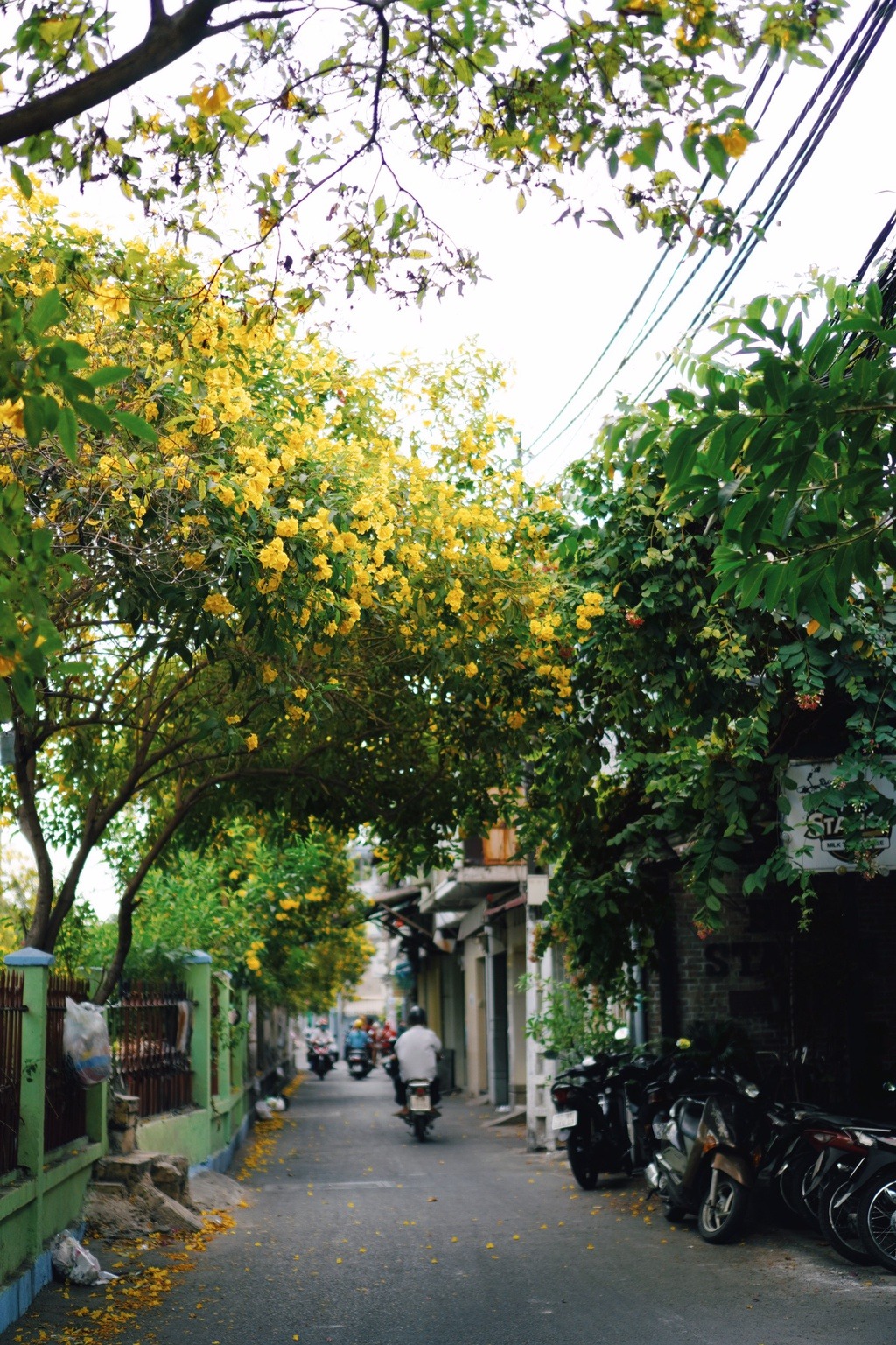 Những con đường vàng rực hoa huỳnh liên ở thành phố Hồ Chí Minh6