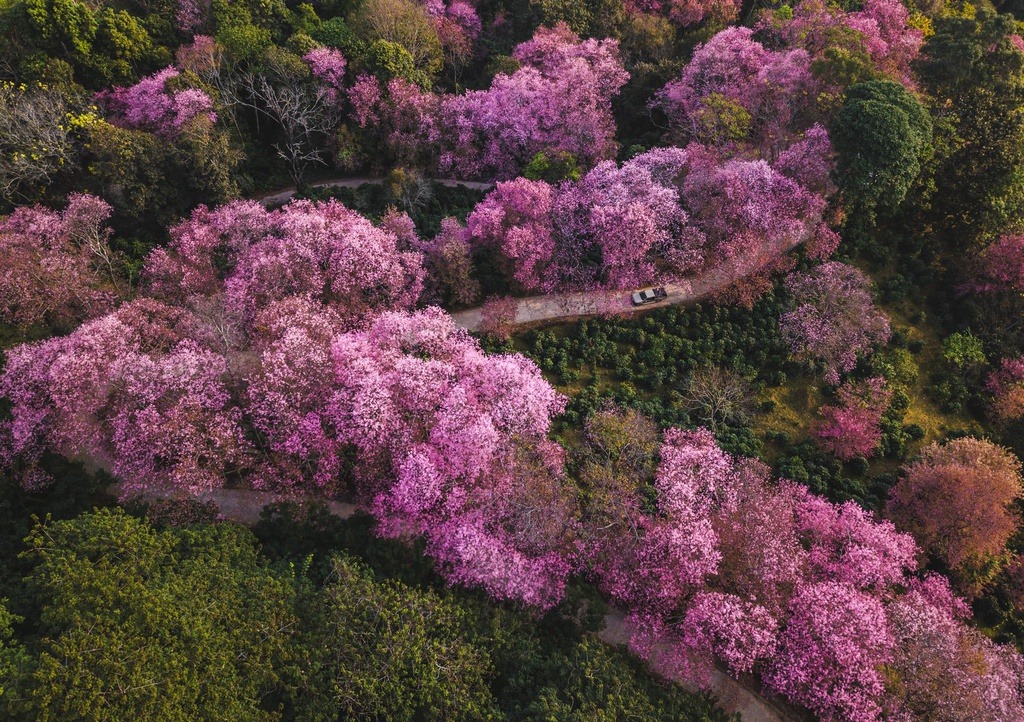 Tại Thái Lan có khu rừng hoa anh đào thu hút khách du lịch đầu năm 1