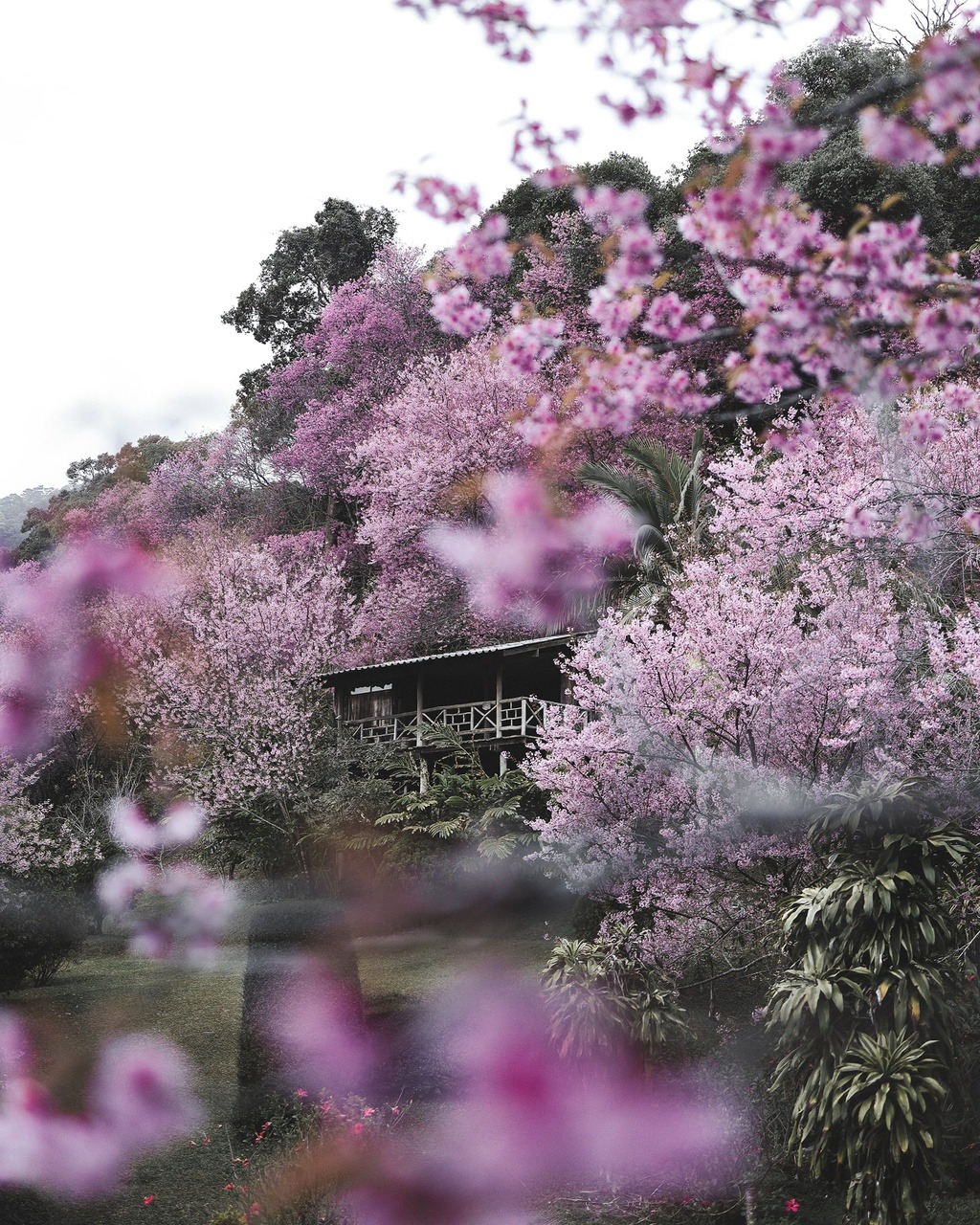 Tại Thái Lan có khu rừng hoa anh đào thu hút khách du lịch đầu năm 2