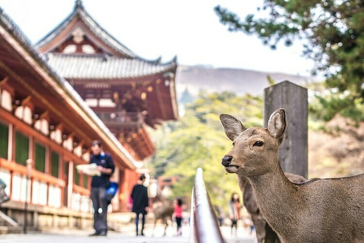 Top 4 thị trấn đẹp nhất Nhật Bản mà bạn nên tới khi khám phá đất nước 