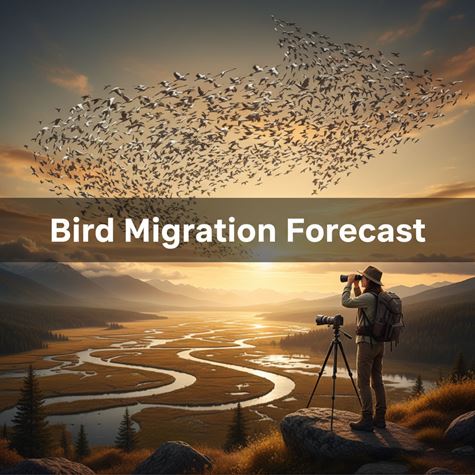 Dự báo di cư (Bird Migration Forecast) là gì?