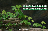 [WeTrekology] 11 Loài Cây Độc Bạn Không Bao Giờ Nên Ăn