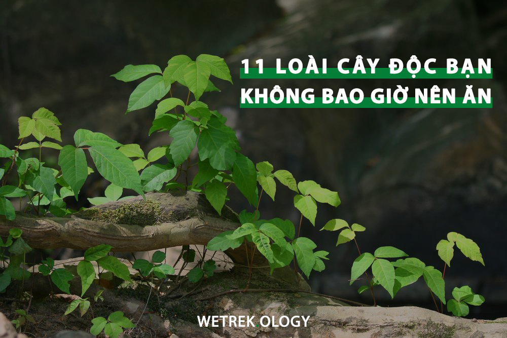 [WeTrekology] 11 Loài Cây Độc Bạn Không Bao Giờ Nên Ăn