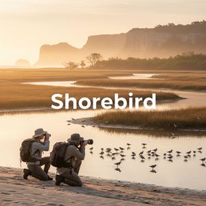 Chim ven biển (Shorebird) là gì?