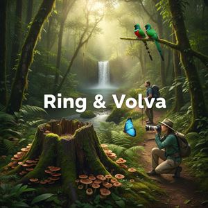 Nhẫn và bao gốc (Ring & Volva) là gì?