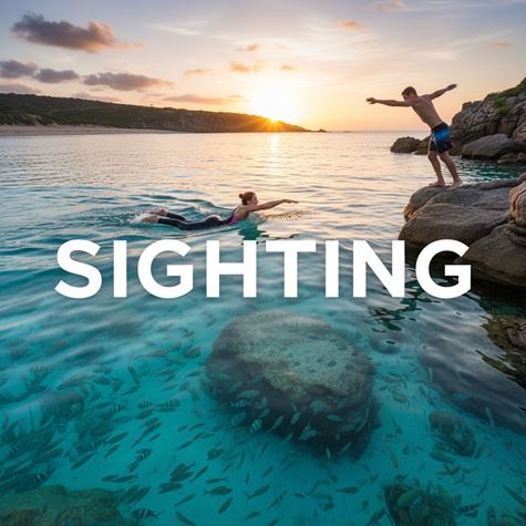 Quan sát hướng khi bơi (Sighting) là gì?