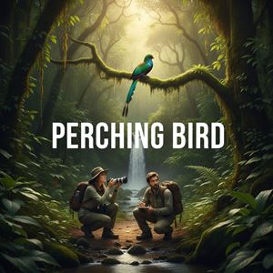 Chim đậu cành (Perching Bird) là gì?