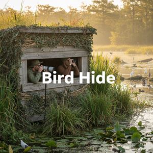 Chòi quan sát chim (Bird Hide) là gì?