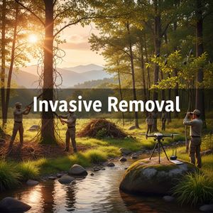 Loại bỏ loài xâm lấn (Invasive Removal) là gì?