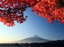[Infographic] Du lịch Nhật Bản ngắm lá phong đỏ mùa thu