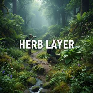 Tầng thân thảo (Herb Layer) là gì?