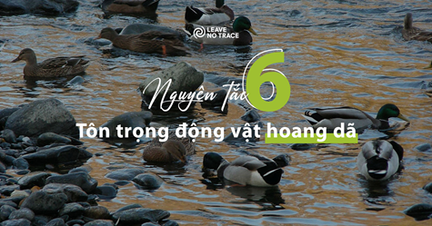 [Leave No Trace] Nguyên tắc 6: Tôn trọng động vật hoang dã