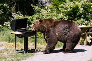 [WeTrekology] Hướng dẫn cất giữ và xử lý đồ ăn khi cắm trại ở vùng có gấu