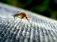 [WeTrekology] Tìm hiểu về các chất chống muỗi hiệu quả hiện nay