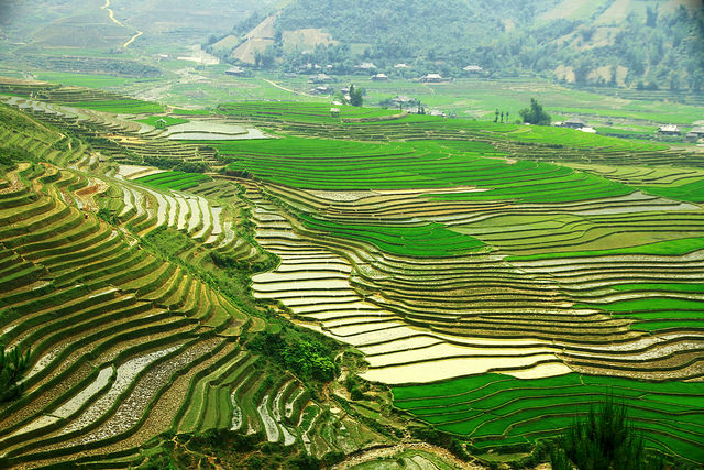 THÔNG TIN MÙA ĐỔ ẢI RUỘNG BẬC THANG TÂY BẮC - ĐÔNG BẮC 2013