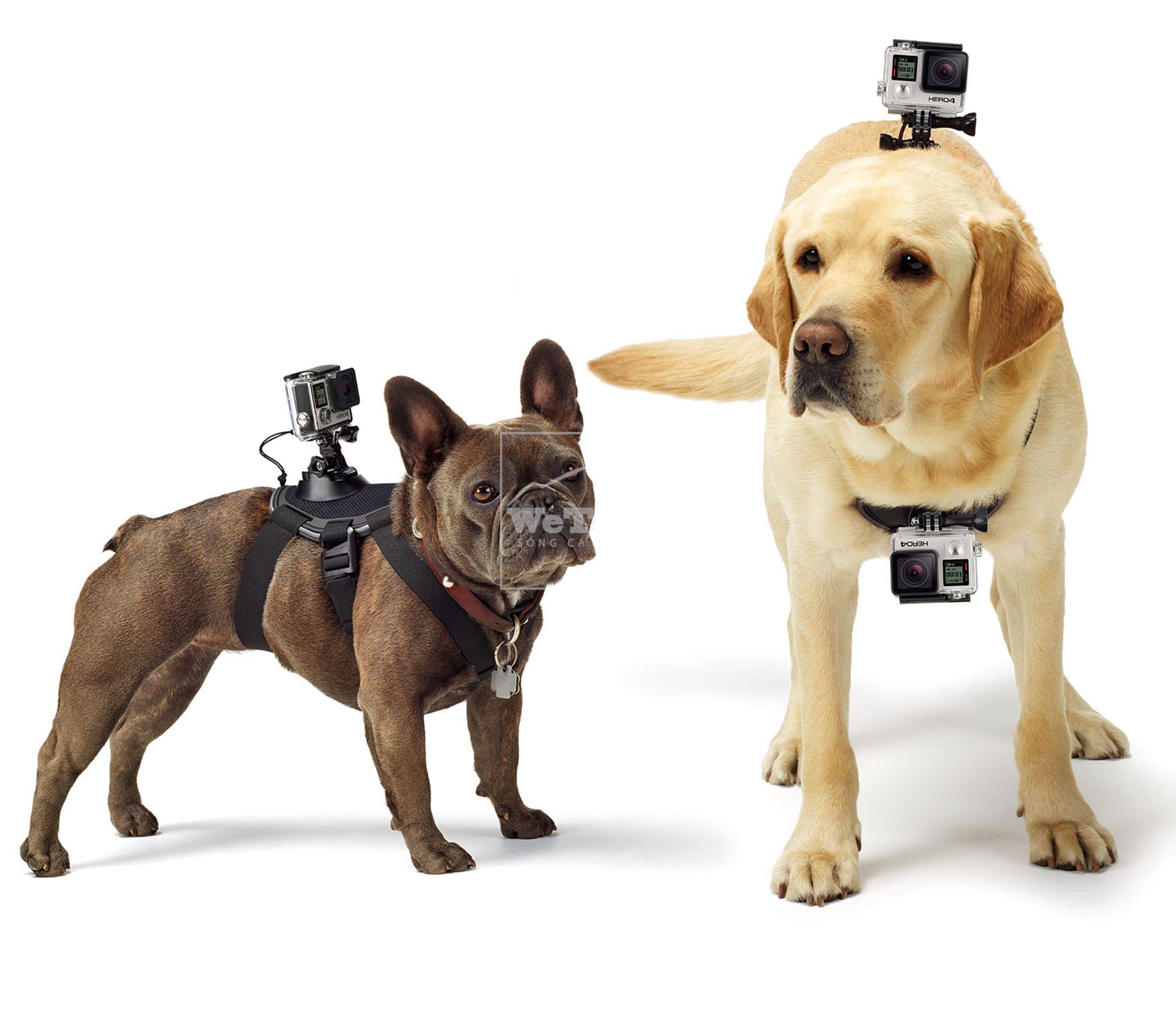 Dây đeo thú cưng GoPro Fetch (Dog Harness) ADOGM-001 - 3537