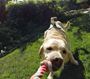 Dây đeo thú cưng GoPro Fetch (Dog Harness) ADOGM-001 - 3537