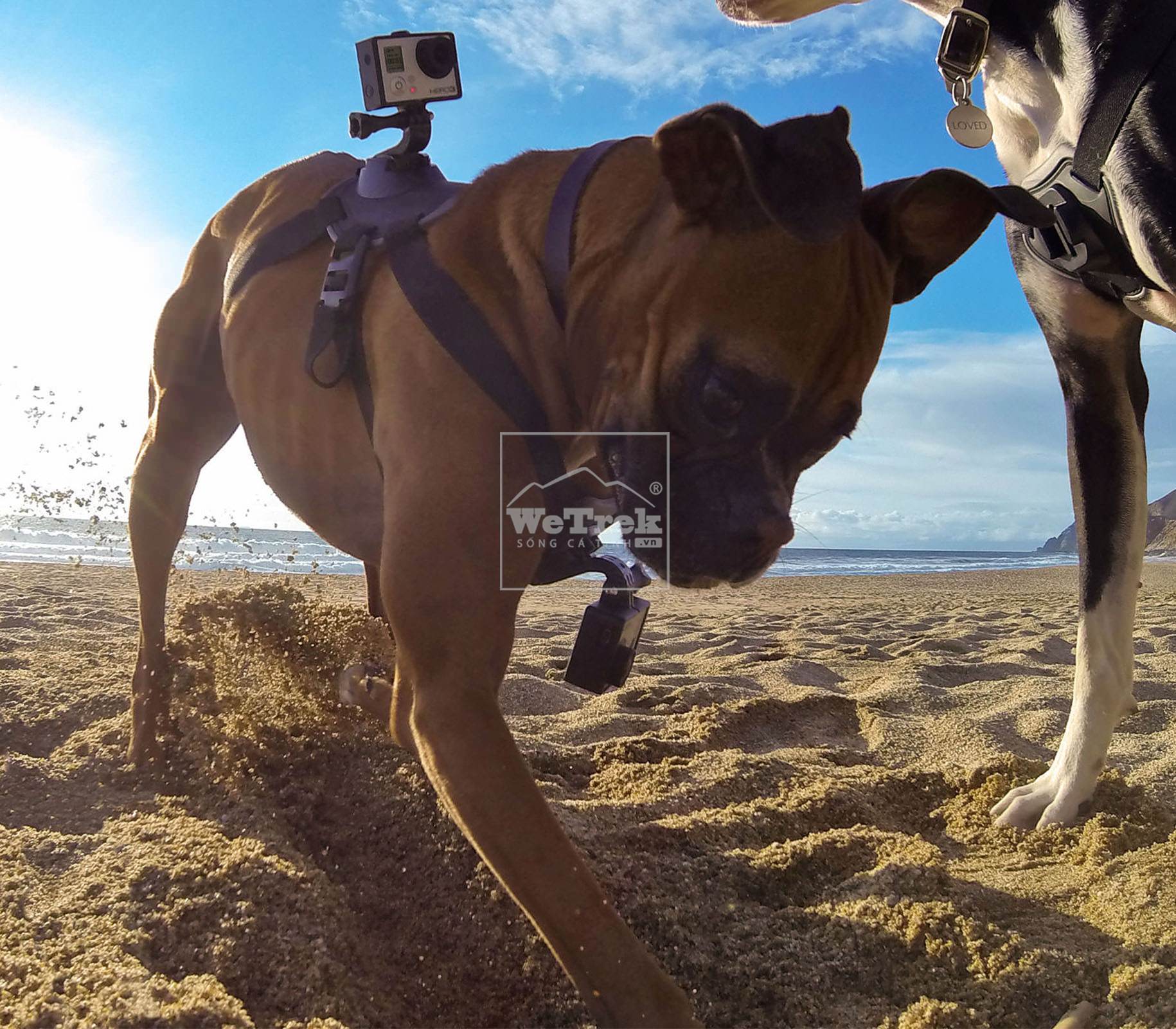 Dây đeo thú cưng GoPro Fetch (Dog Harness) ADOGM-001 - 3537