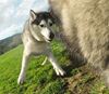 Dây đeo thú cưng GoPro Fetch (Dog Harness) ADOGM-001 - 3537