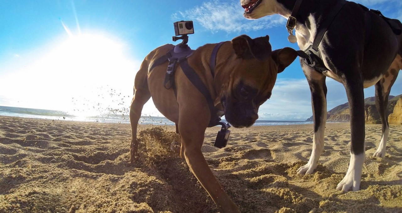 day-deo-thu-cung-gopro-fetch-dog-harness