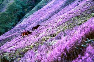Tháng 9 này nhất định phải leo núi Tà Chì Nhù ngắm hoa Chi Pâu tím rợp cả vùng trời