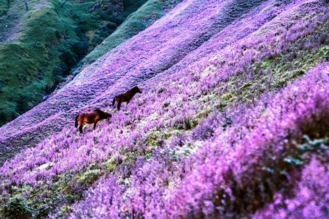 Tháng 9 này nhất định phải leo núi Tà Chì Nhù ngắm hoa Chi Pâu tím rợp cả vùng trời