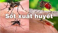 10 bệnh do muỗi gây ra lưu hành phổ biến