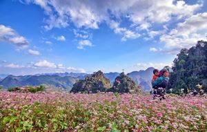 3 địa điểm check in hoa tam giác mạch Hà Giang không thể bỏ lỡ nếu lên Hà Giang vào tháng 10 này
