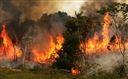 [WeNews] Rừng Amazon cháy liên tiếp 3 tuần và chưa có dấu hiệu dừng lại, đám khói cao nhìn được từ ngoài không gian