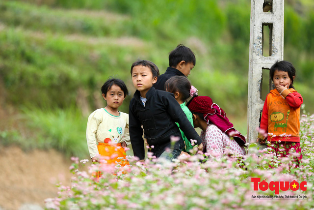 hoa-tam-giac-mach-ha-giang-wetrekvn