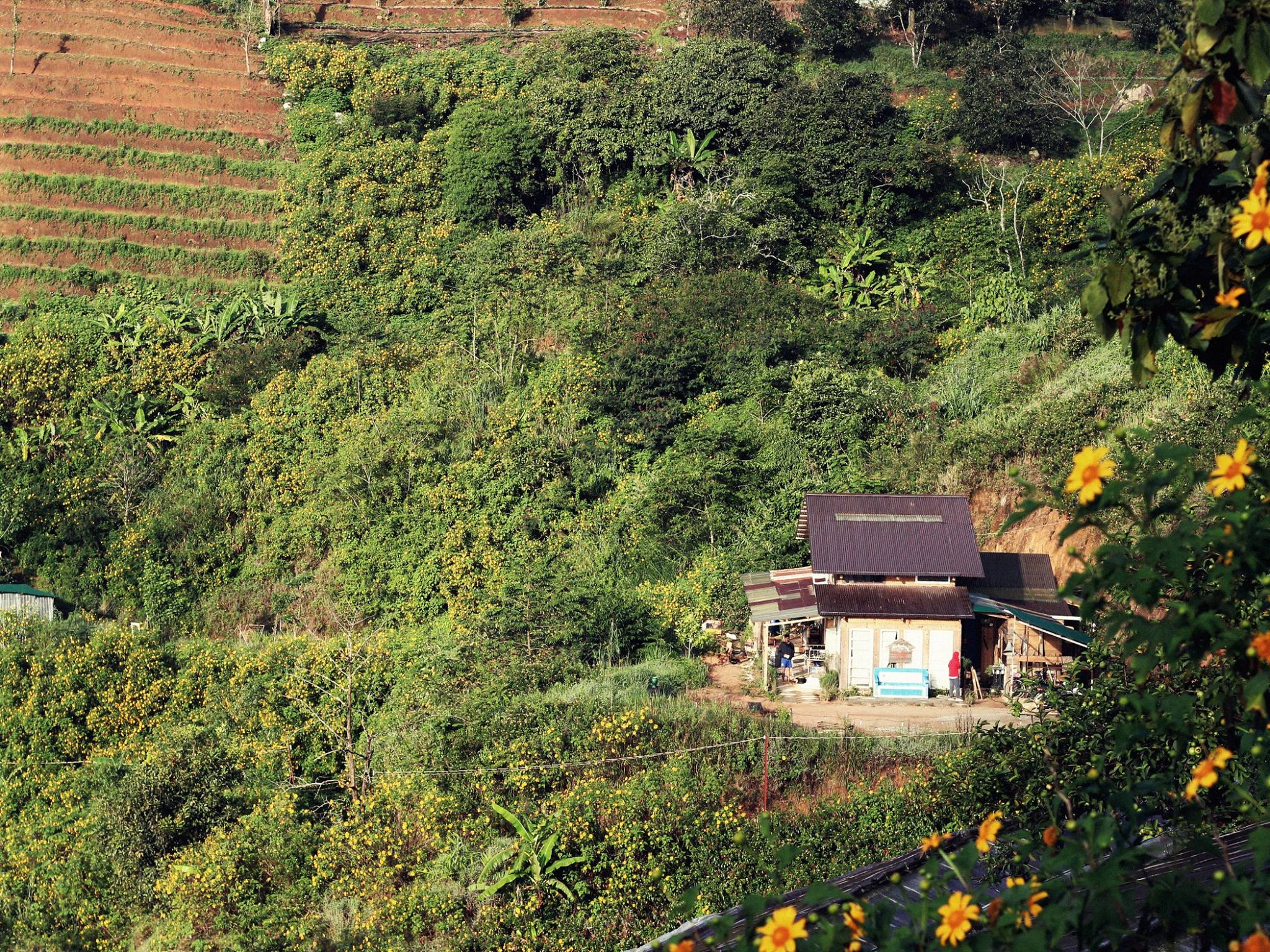 mua-nay-len-da-lat-de-lac-loi-giua-sac-vang-hoa-da-quy-wetrekvn