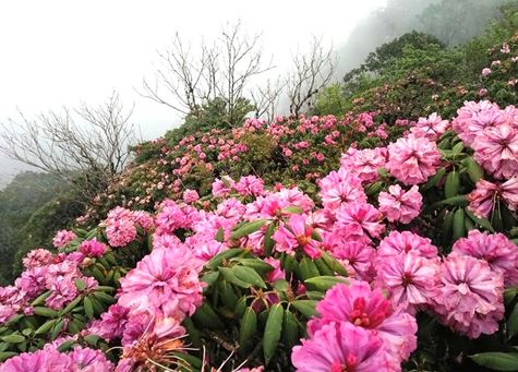 Rực sắc mùa hoa đỗ quyên trên đỉnh Pu Ta Leng
