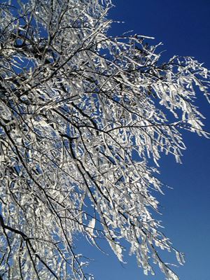 Rừng cây phủ trắng băng tuyết tại Cao Bằng