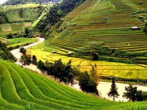 [WeNews] Mù Cang Chải lúa đã chín chưa? những hình ảnh mới nhất & toàn bộ thông tin về lễ hội 2017